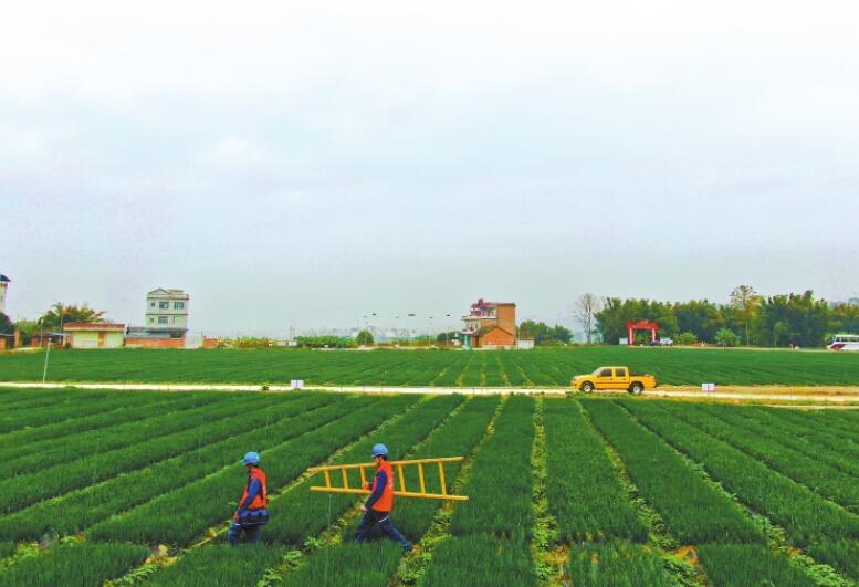 廣西最大秋冬菜種植基地右江河谷“南菜園”里蔥正香 優質電來助春忙