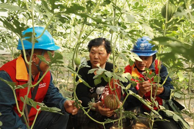 國網修武縣供電公司：果蔬俏人心甜 可靠電護富路