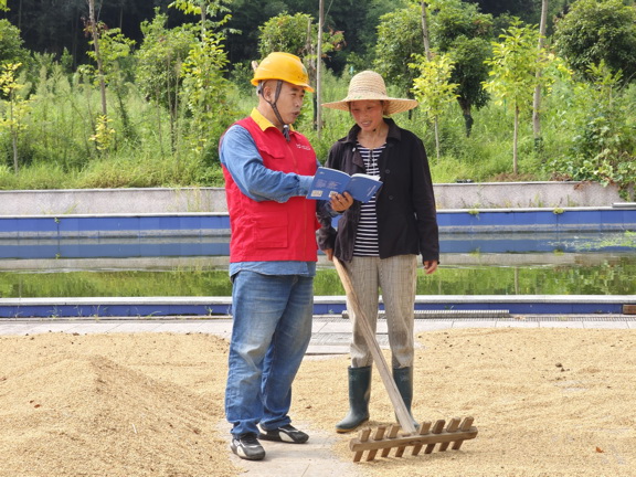 國網衢州供電公司紅船服務“零距離”電助水稻“喜豐收”