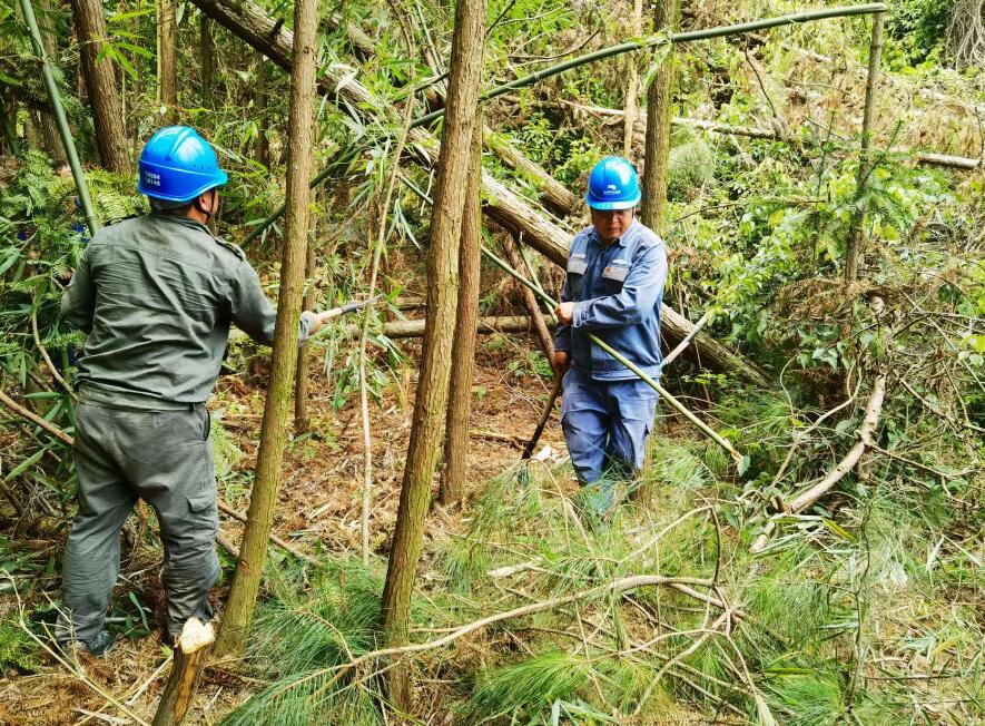 南方電網荔波供電局線路憂患如“猛獸”，通道清通要爭先