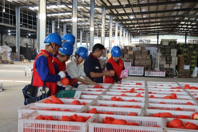國網四川涼山會理市供電公司：當好石榴“電管家” 助力果農迎豐收