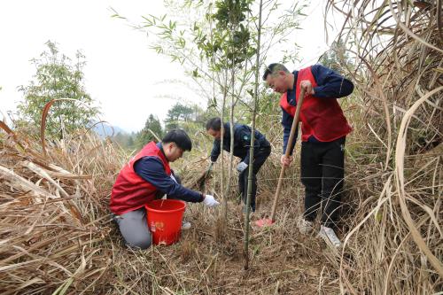 國網壽寧縣供電公司義務植樹積極服務生態文明建設