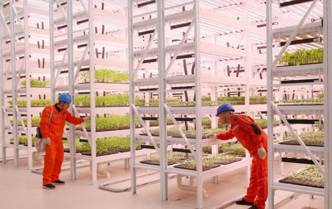 國網蒼南縣供電公司“番茄王國”迎共富果 電力賦能鄉村振興