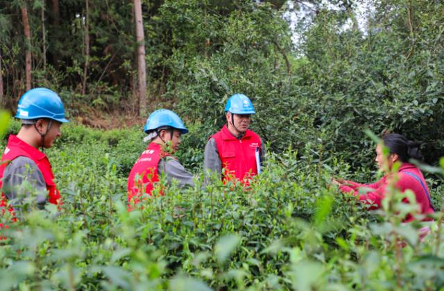 酉陽宜居茶飄香 電力護航產業興