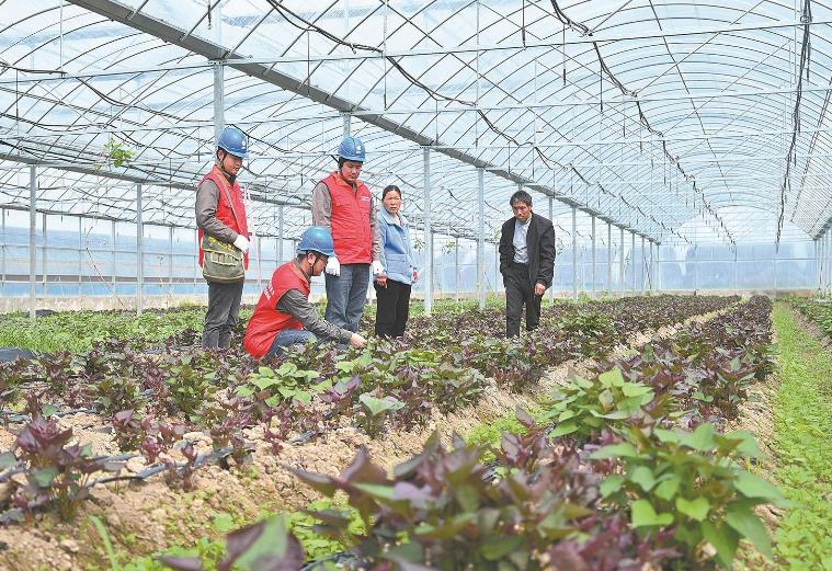 河南息縣：供電服務貼心，種植紅薯有信心”